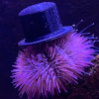 SeaUrchinSynth's Avatar